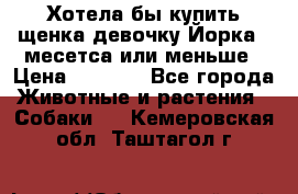 Хотела бы купить щенка девочку Йорка 2 месетса или меньше › Цена ­ 5 000 - Все города Животные и растения » Собаки   . Кемеровская обл.,Таштагол г.